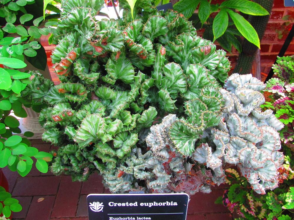 Photo of Elkhorn (Euphorbia lactea 'Cristata') uploaded by jmorth