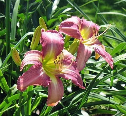 Photo of Daylily (Hemerocallis 'Odds and Ends') uploaded by vic
