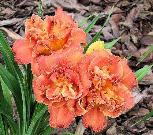 Photo of Daylily (Hemerocallis 'Root Beer Float') uploaded by vic