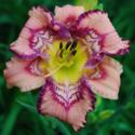 American Hemerocallis Society Daylily Club: Exhibitions and Meetings