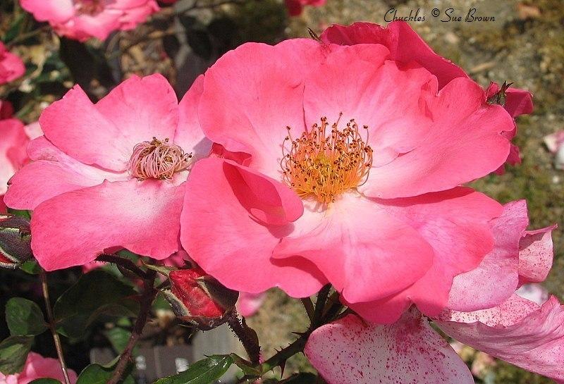 Photo of Rose (Rosa 'Chuckles') uploaded by Calif_Sue