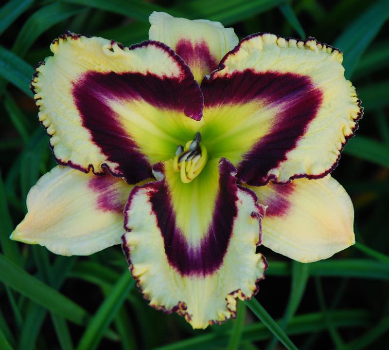 Photo of Daylily (Hemerocallis 'Sulphurite Prism') uploaded by Calif_Sue