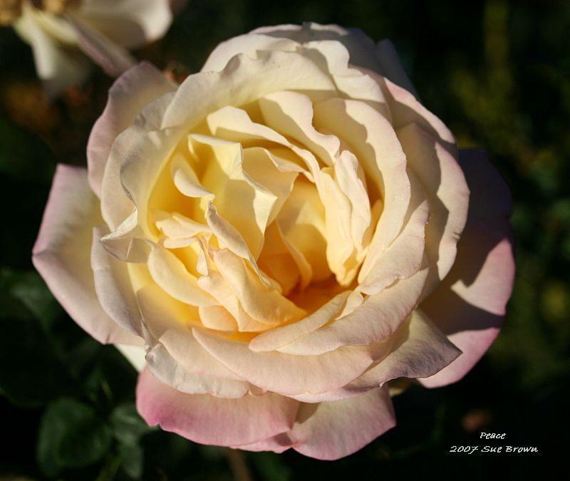 Photo of Hybrid Tea Rose (Rosa 'Peace') uploaded by Calif_Sue