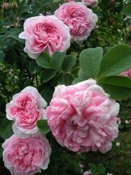 Thumb of 2011-12-12/Cottage_Rose/aefc45