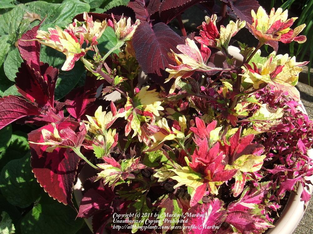 Photo of Coleus (Coleus scutellarioides Twist and Twirl™) uploaded by Marilyn
