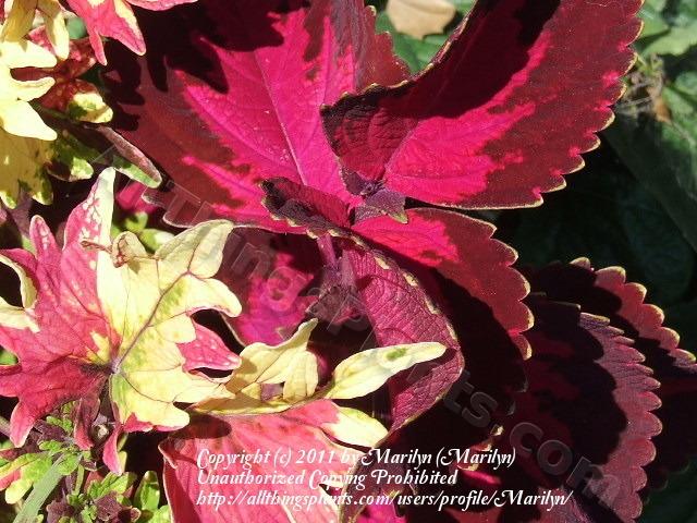 Photo of Coleus (Coleus scutellarioides ColorBlaze® Kingswood Torch) uploaded by Marilyn