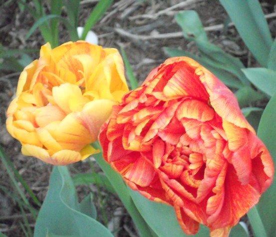 Photo of Tulips (Tulipa) uploaded by ge1836