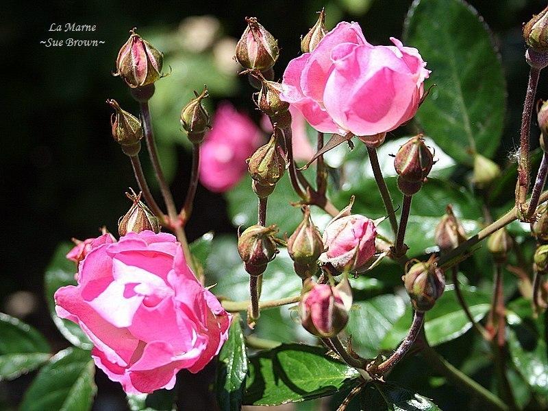 Photo of Rose (Rosa 'La Marne') uploaded by Calif_Sue