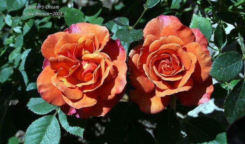 Photo of Rose (Rosa 'Denver's Dream') uploaded by Calif_Sue