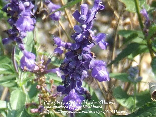 Photo of Mealycup Sage (Salvia farinacea 'Victoria Blue') uploaded by Marilyn