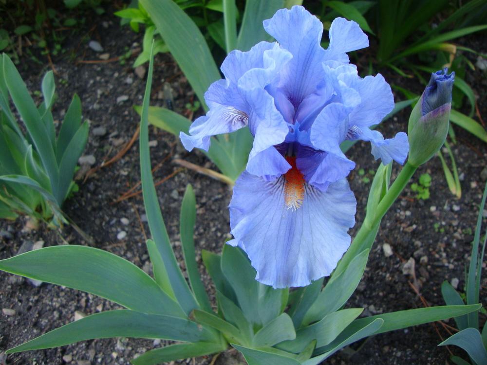 Photo of Standard Dwarf Bearded Iris (Iris 'Fires of Fiji') uploaded by Paul2032