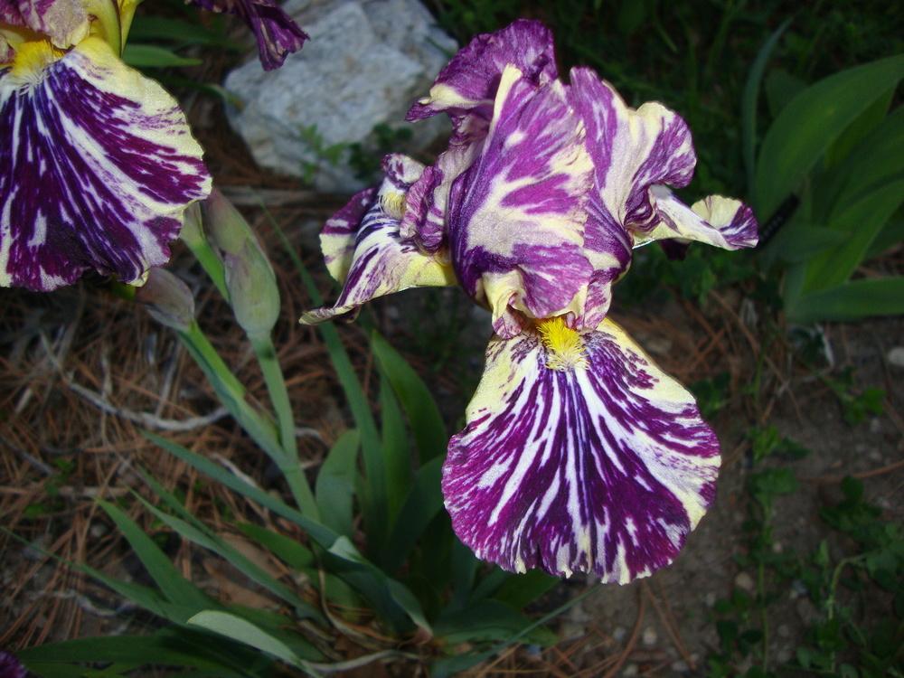 Photo of Species X Iris (Iris 'Beta Gnu') uploaded by Paul2032