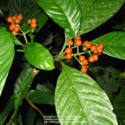 Location: Paraty, Brazil
Date: 2010-02-05
growing in deep shade on the rainforest floor.