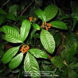 Location: Paraty, Brazil
Date: 2010-02-05
growing in deep shade on the rainforest floor.