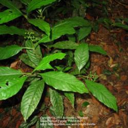 Location: Paraty, Brazil
Date: 2010-01-28
growing in deep shade on the rainforest floor.
