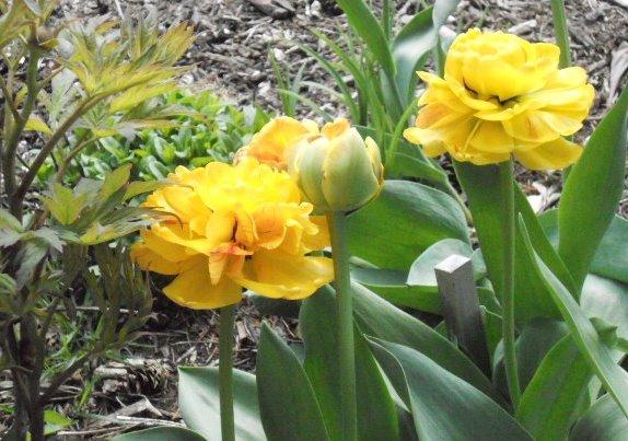 Photo of Double Late Tulip (Tulipa 'Yellow Pompenette') uploaded by ge1836