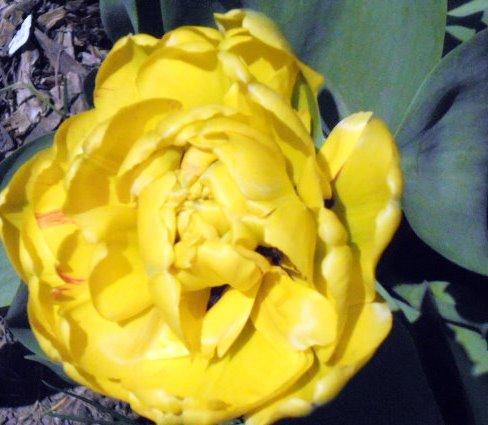 Photo of Double Late Tulip (Tulipa 'Yellow Pompenette') uploaded by ge1836