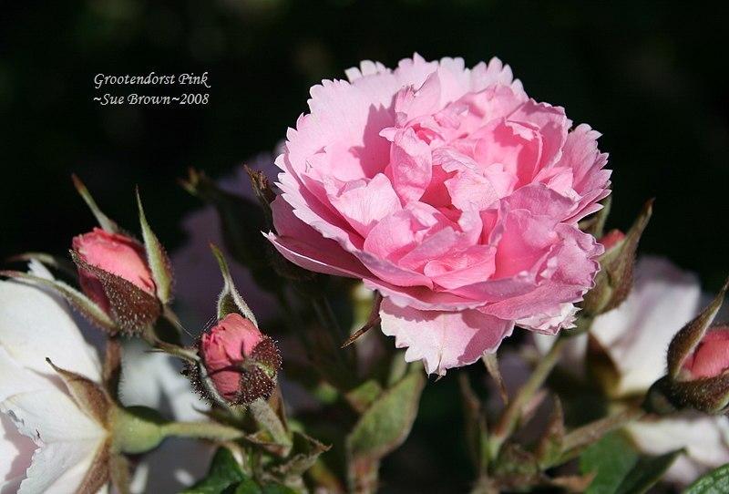 Photo of Rose (Rosa 'Pink Grootendorst') uploaded by Calif_Sue