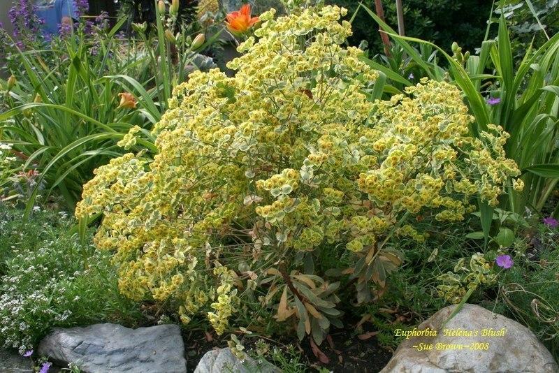 Photo of Euphorbia (Euphorbia x martini Helena's Blush™) uploaded by Calif_Sue