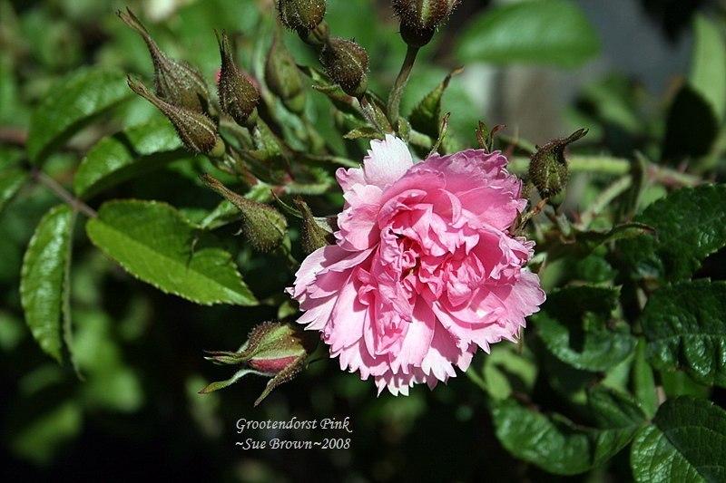 Photo of Rose (Rosa 'Pink Grootendorst') uploaded by Calif_Sue