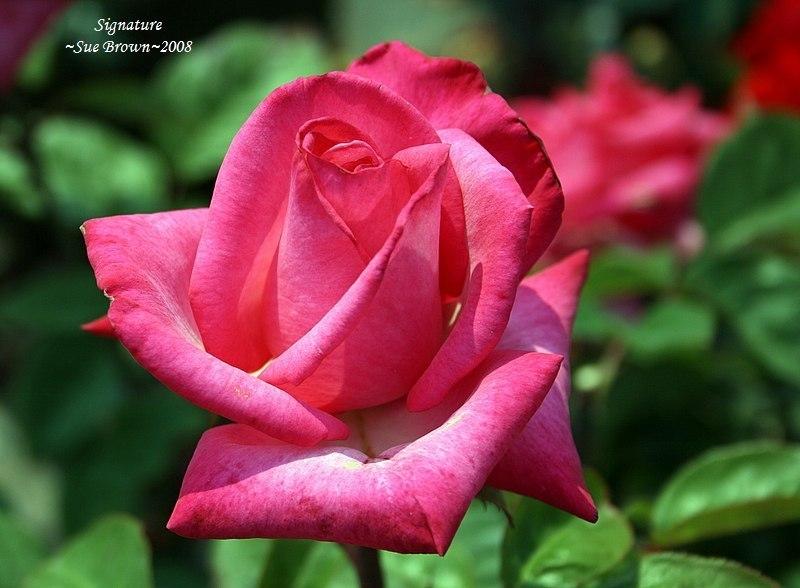 Photo of Rose (Rosa 'Signature') uploaded by Calif_Sue
