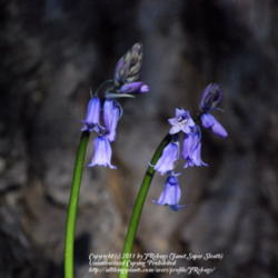 Location: My garden near Lincoln UK
Date: 2008-03-31
The native Bluebell, they grow well around the base of my huge Ho