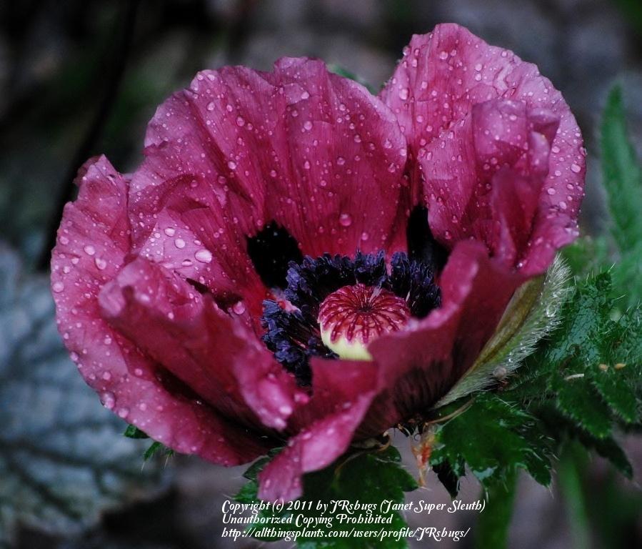 Photo of Oriental Poppy (Papaver orientale 'Patty's Plum') uploaded by JRsbugs