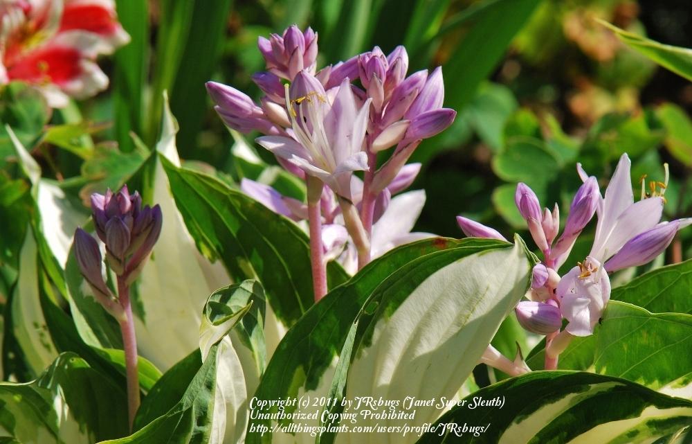 Photo of Hosta 'Fire and Ice' uploaded by JRsbugs