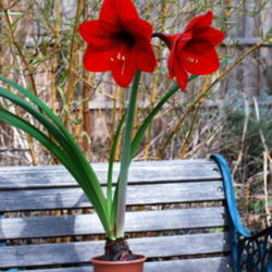 Location: My garden near Lincoln UK
Date: 2008-04-06
A no name bulb bought from a supermarket.  I gave it as a gift, t