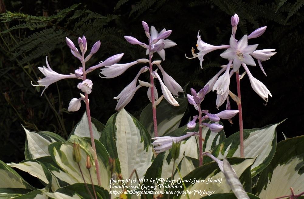 Photo of Hosta 'Fire and Ice' uploaded by JRsbugs