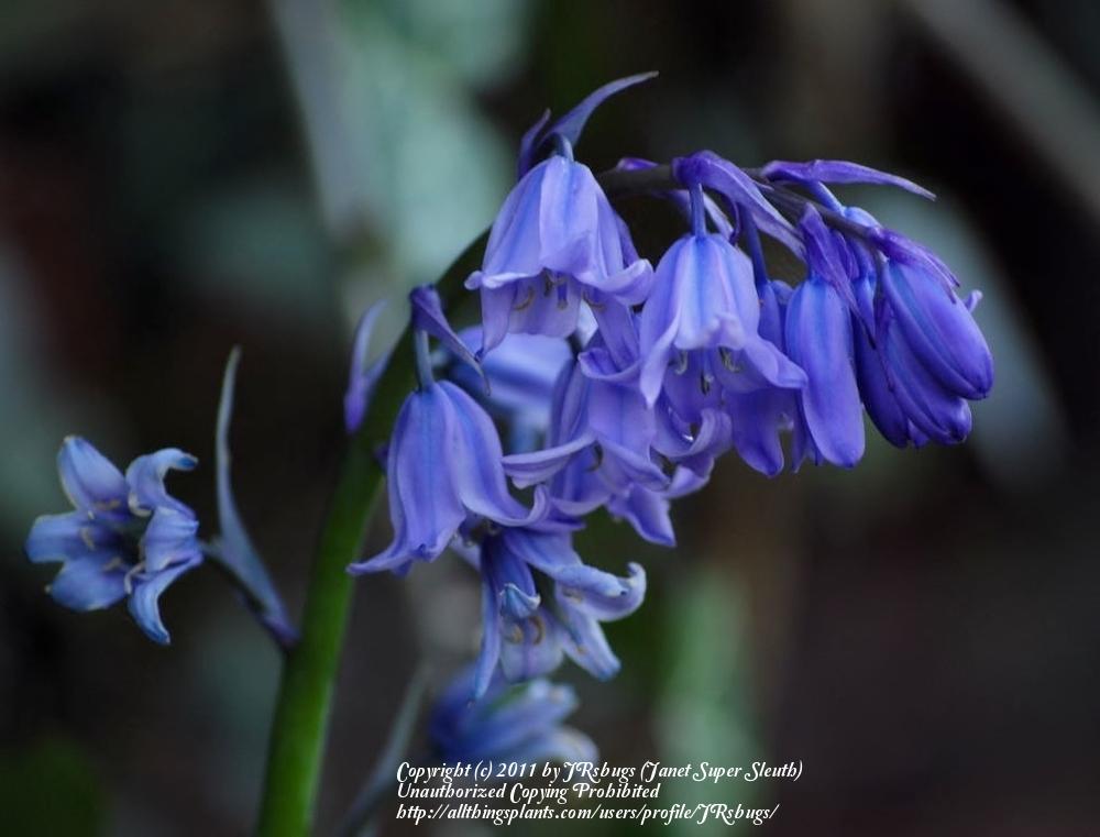 Photo of English Bluebell (Hyacinthoides non-scripta) uploaded by JRsbugs