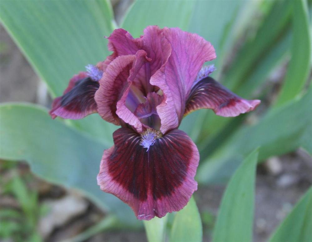 Photo of Standard Dwarf Bearded Iris (Iris 'Cat's Eye') uploaded by KentPfeiffer