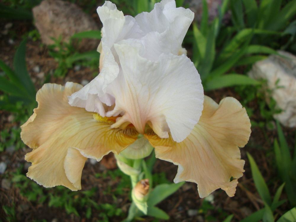 Photo of Tall Bearded Iris (Iris 'Champagne Elegance') uploaded by Paul2032