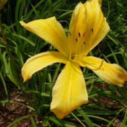 Location: Franklin, TN (near Nashville)
Date: 2011-06-09
Eight inch bloom!