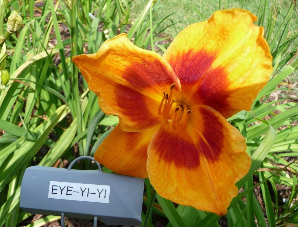 Photo of Daylily (Hemerocallis 'Eye-Yi-Yi') uploaded by maxxtenn