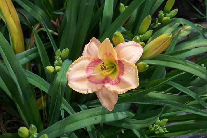 Photo of Daylily (Hemerocallis 'Bordello Queen') uploaded by vic