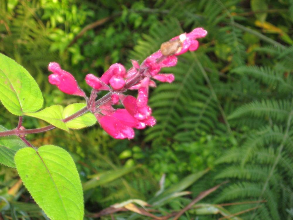 Photo of Hybrid Rose Leaf Sage (Salvia 'Mulberry Jam') uploaded by wcgypsy