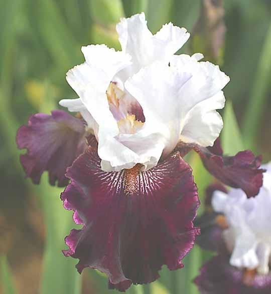 Photo of Tall Bearded Iris (Iris 'Kisses Like Wine') uploaded by Calif_Sue