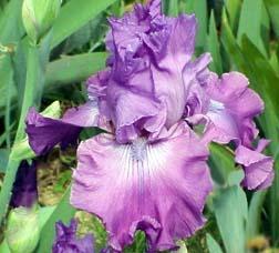 Photo of Tall Bearded Iris (Iris 'Amethyst Magic') uploaded by Calif_Sue