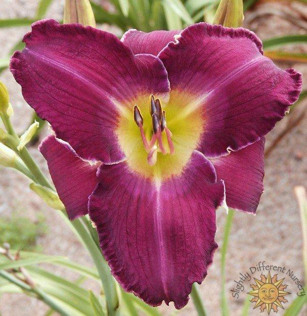 Photo of Daylily (Hemerocallis 'Chicks with Swords') uploaded by Calif_Sue