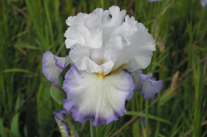 Photo of Tall Bearded Iris (Iris 'Honor Flight') uploaded by Calif_Sue