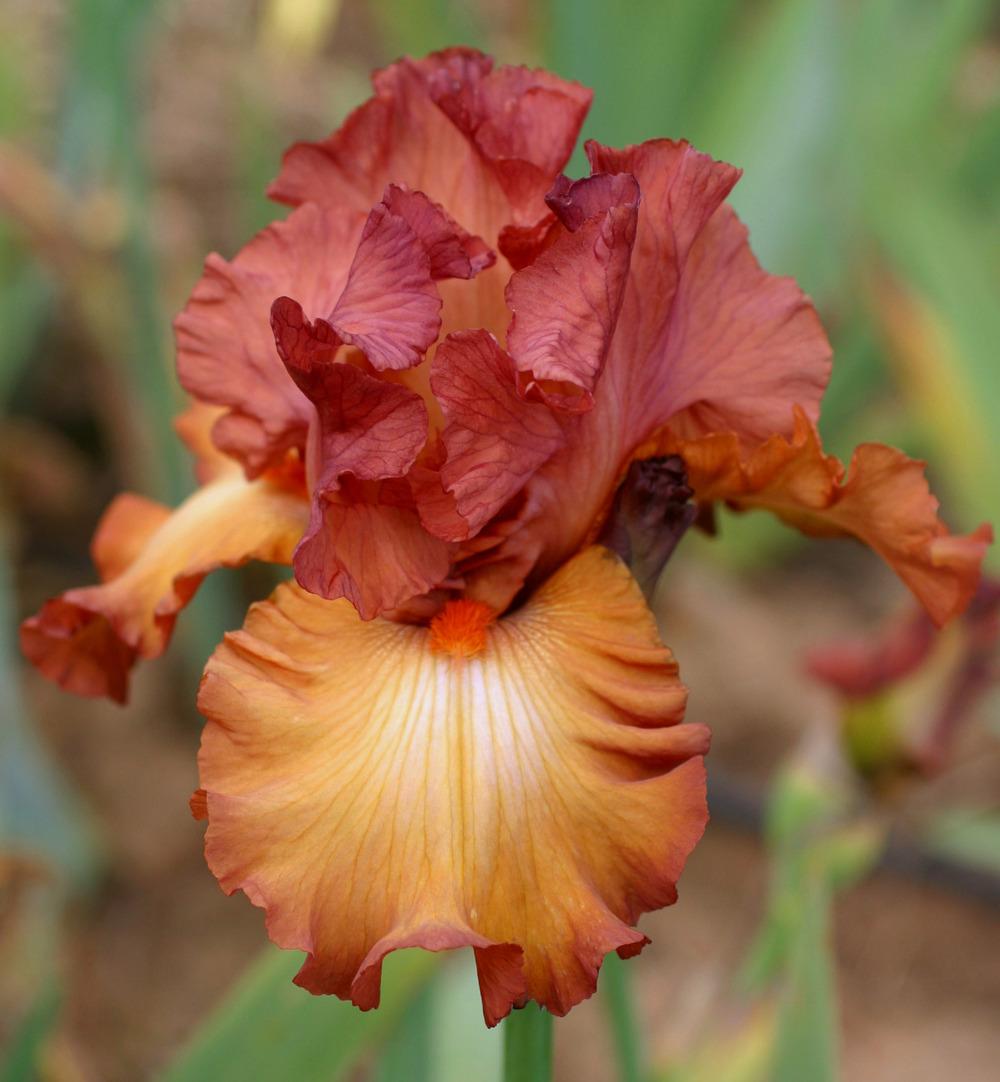 Photo of Tall Bearded Iris (Iris 'Singular Sensation') uploaded by Calif_Sue