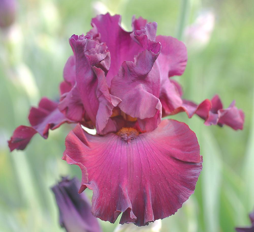 Photo of Tall Bearded Iris (Iris 'Bohemian Garnets') uploaded by Calif_Sue