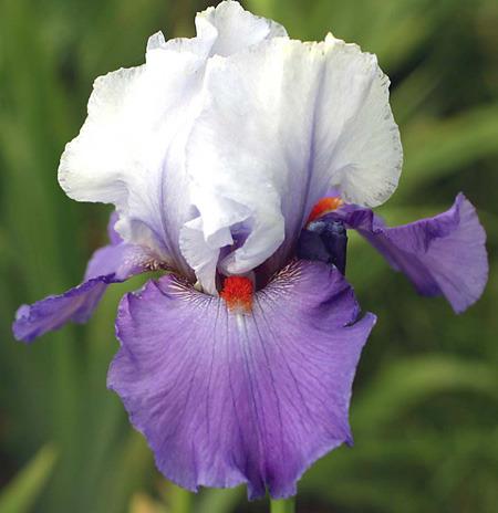 Photo of Tall Bearded Iris (Iris 'Chartered Course') uploaded by Calif_Sue