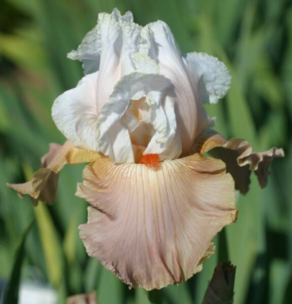 Photo of Tall Bearded Iris (Iris 'Holiday Romance') uploaded by Calif_Sue