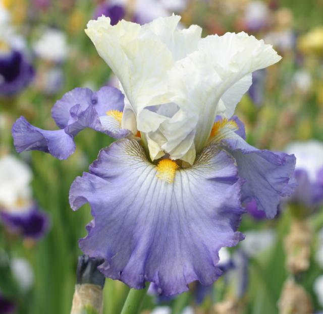 Photo of Tall Bearded Iris (Iris 'Here in Silence') uploaded by Calif_Sue