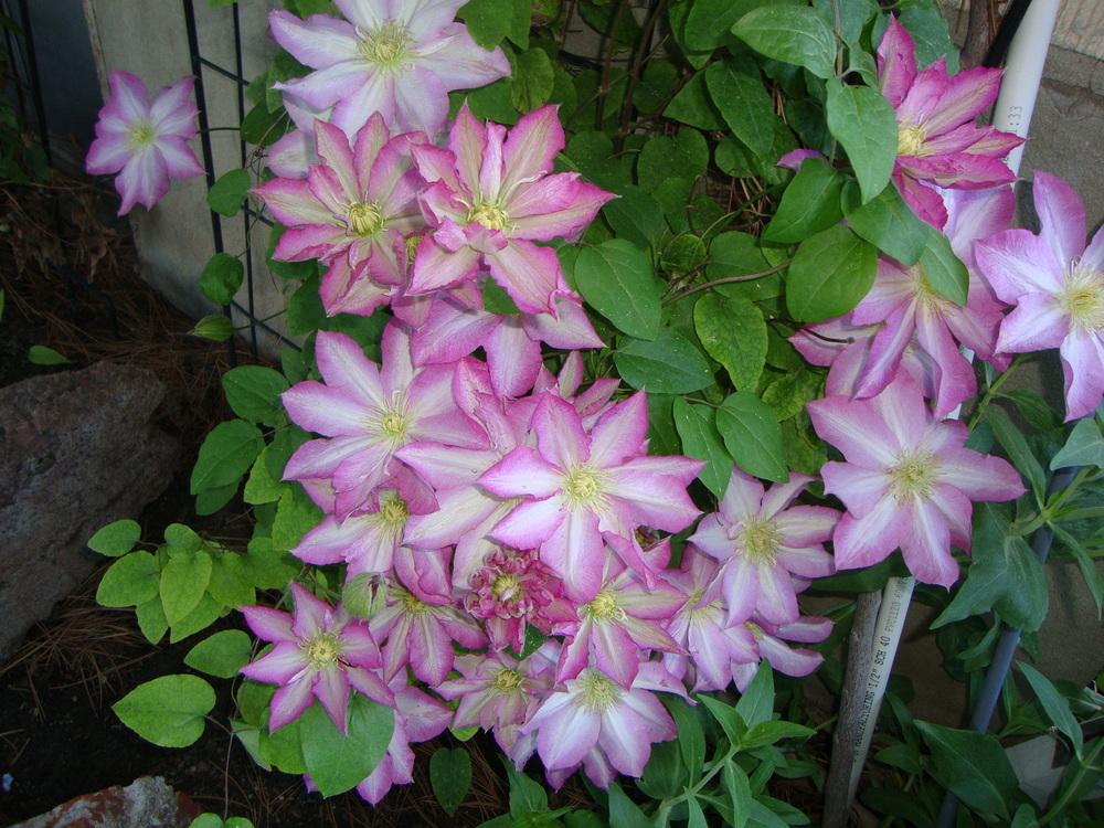 Photo of Clematis 'Asao' uploaded by Paul2032