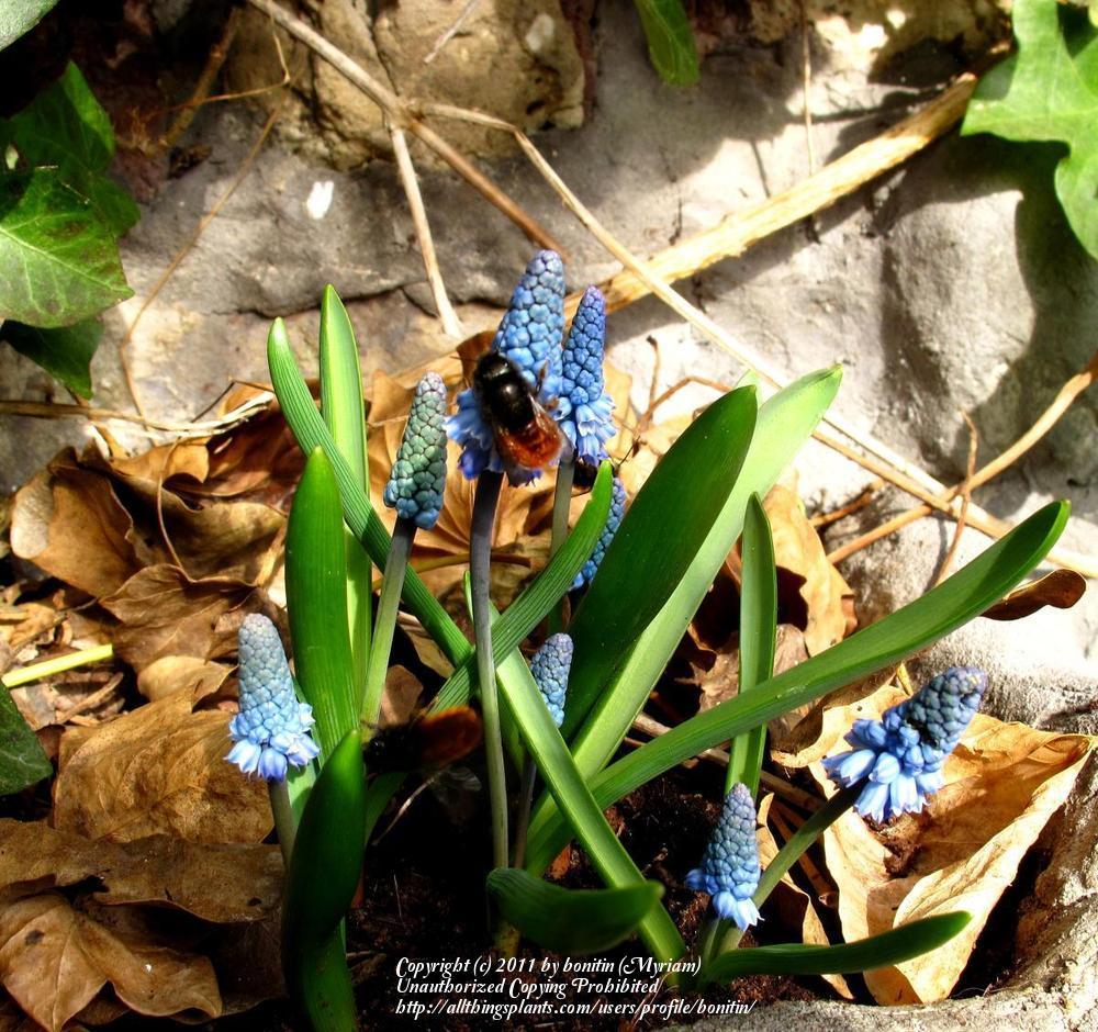Photo of Grape Hyacinth (Pseudomuscari azureum) uploaded by bonitin