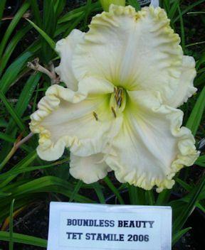 Photo of Daylily (Hemerocallis 'Boundless Beauty') uploaded by vic