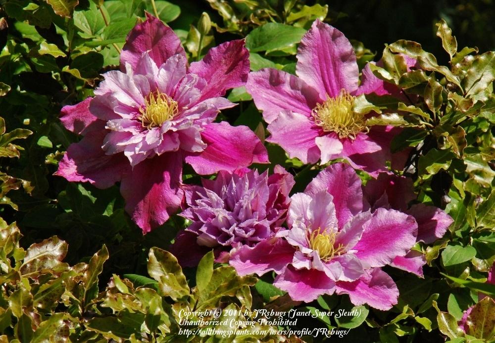 Photo of Clematis 'Piilu' uploaded by JRsbugs